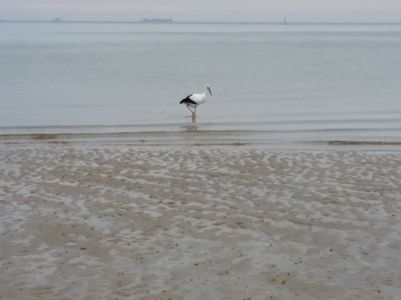 15.10.25_Föhr_Storch-20151020_094120