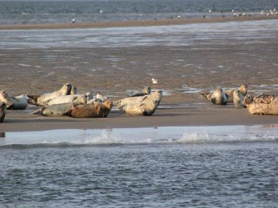 © Wolfgang Voß 15.10.25_Seehund1_6250