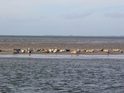 15.10.25_Seehund2_6254