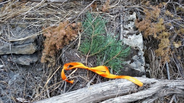 © Brigitte Voß 20151229_130155-2-1024x576